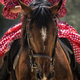 Equestrian_Show_uhd