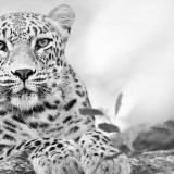 Leopard_uhd
