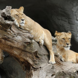 Lioness_Zoo_uhd