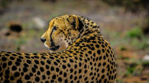 Wild_Cheetah_African_Safari_uhd.jpg