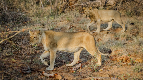 Wild_Lions_African_Safari_uhd.jpg