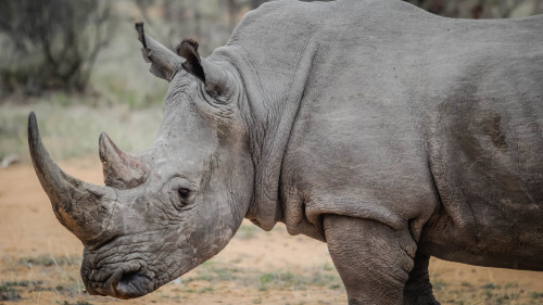 Wild_Rhino_African_Safari_uhd.jpg