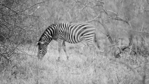 Wild_Zebra_African_Safari_uhd.jpg